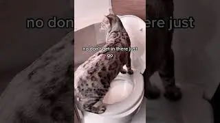 Purr-fectly Trained! Bengal Cat Uses Toilet 🚽😻 #Shorts