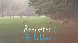 Reegeiten en reebokken met bastgewei op het Dwingelderveld