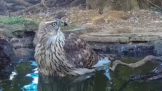 Magnificent Goshawk Catches Rat Then Toys With It | Discover Wildlife | Robert E Fuller