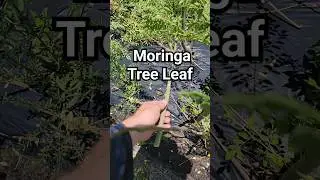 Moringa Tree Leaf 