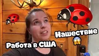 Целый дом насекомых😱 Работа в Америке #сша