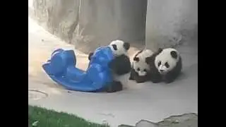 Добрые животные. Редкие кадры