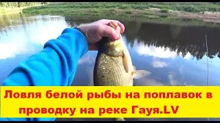Ловля белой рыбы на поплавочную снасть в проводку на реке Гауя LV.Makšķerēju upē ar pludiņmakšķeri.