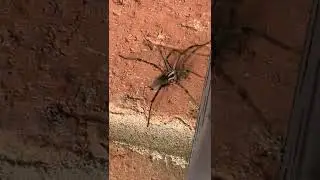 Grass Spider Attack!