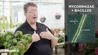 What is a Tripartite Association between the plant, BIOFUNGICIDE and MYCORRHIZAE?
