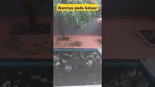 kolam habis kebanjiran#shorts #shortsviral #shortvideo #viral