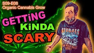 S09 E08 Boo!!! Day 56 Of Our Cannabis Grow - Week 5 of Veg -  The Flip Is IMMINENT!