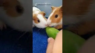 Do guinea pigs nibble fingers? #Shorts