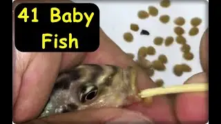 Auratus Cichlid Hatching Eggs, 41 Baby Fish 👍
