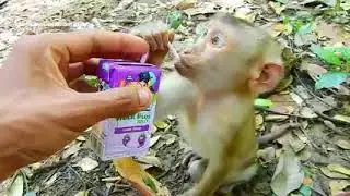 Thirsty Monkeys