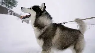 20 Amazing Facts about Huskies