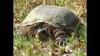 Nature Video and Guitar Music