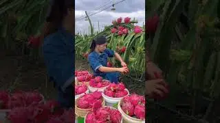 Dragonfruit Harvest Fresh From Farm 🥰 
