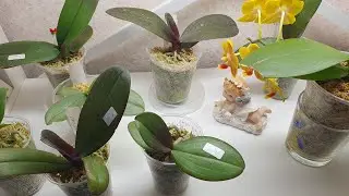Orchids from Asia 1.7 and older 🐣🐤🐥