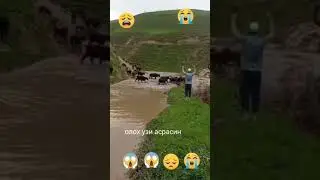 #Дахшат⚡️Сел Вохага дахшатли сел келиб чорва молларини эгаларини кўз ўнгида оқизиб кетди #рек #реки