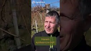 Szőlőmetszés a soft pruning módszerrel