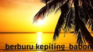 berburu kepiting di rawa rawa