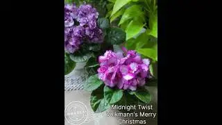 Сорт крупным планом. Midnight Twist и Volkmann's Merry Christmas