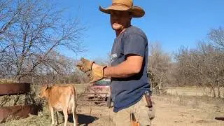 Poor boy's way to feed hay-- Kansas Ranch