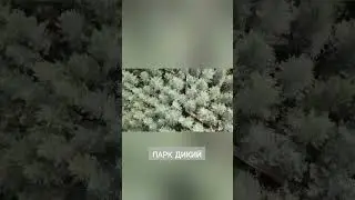 Парк дикий