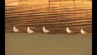 ראיתי ציפור רבת יופי - ציפור שנייה - חווה אלברשטיין