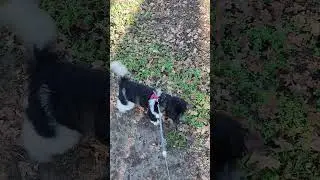 Cute little dog scared of warning sign
