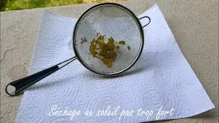 👉Comment récolter et conserver ses graines de tomates bio et non hybride ?
