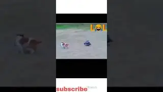 lucu, anjing vs ayam mutiara, anjingnya ketawa.