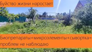 Июнь 2024. Обзор дачи. Болезней нет. Дефицитов нет. Вредителей нет (почти). Всё растёт всё сияет!