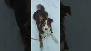 Аусси Кася делает трюки на прогулке