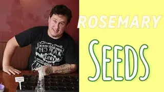 Rosemary Seeds: Planting Techniques for Success.