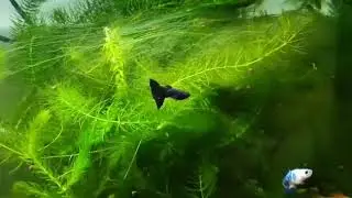 Guppy America Latina diversos