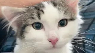 kitten eating food ASMR