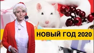 2020 - год Белой Крысы: как встретить и каким будет этот год?