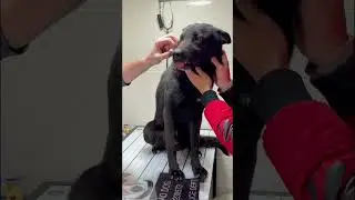 Cat vs dog 🤣😎😰 black