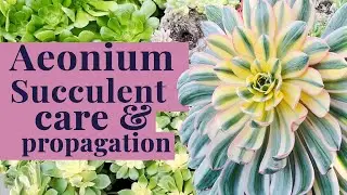 Beginners Guide to Aeonium Succulent Care & Propagation