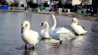 лебеди в омеге