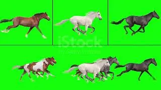 Horse run green screen