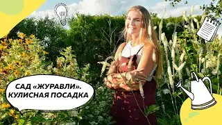 Кулисная посадка в саду 