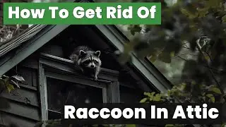 How to Get Rid of Raccoons in Your Attic Fast!