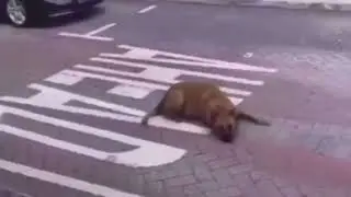 Fake kralı4