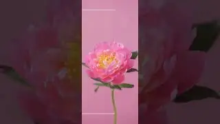 👸🏻 Divine Feminine Meditation ✨✨