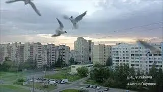 Расскажите птицы