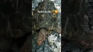 they love turtle 🐢🥰  #turtle #short