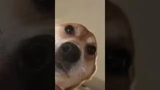 Curious Pup Peeks Inside: Hilarious Tube Encounter!