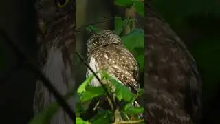 Youtube Shorts 