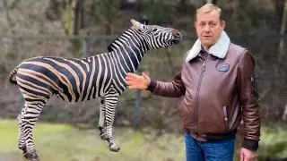 Зебра Крым которому спилили КОПЫТА-ЛЫЖИ освоился   в Ялте и подружился с Олегом Зубковым!