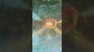 Octopus Eye changing colours 