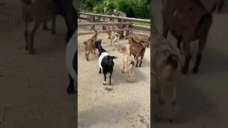 Какают козы