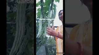 Harvesting of Snake gourd/ Organic vegetable of my garden/ Chichinda / Vegetable of terrace garden